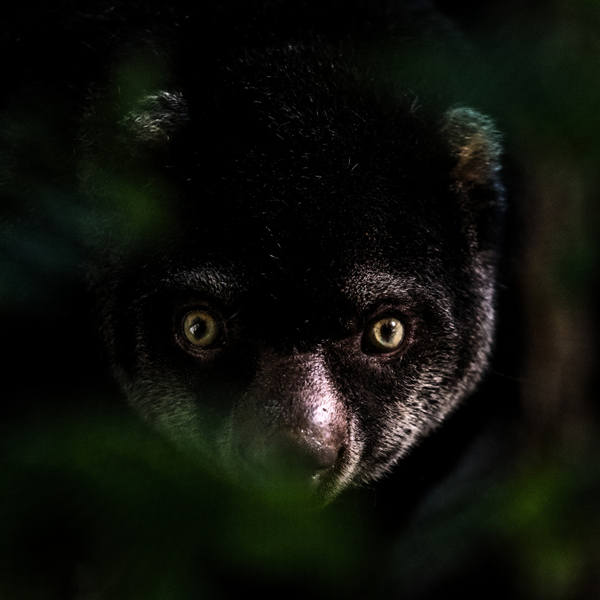 Jungle night
