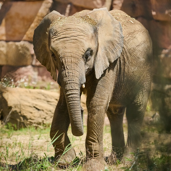 Tierpark-Tageskarten