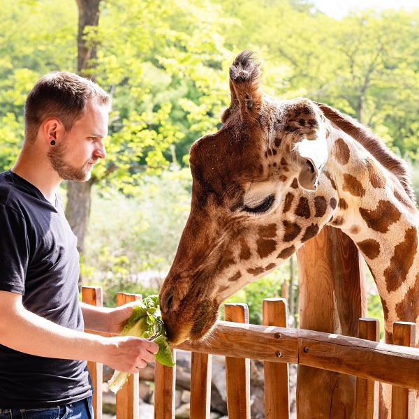 Animal encounter - Giraffe