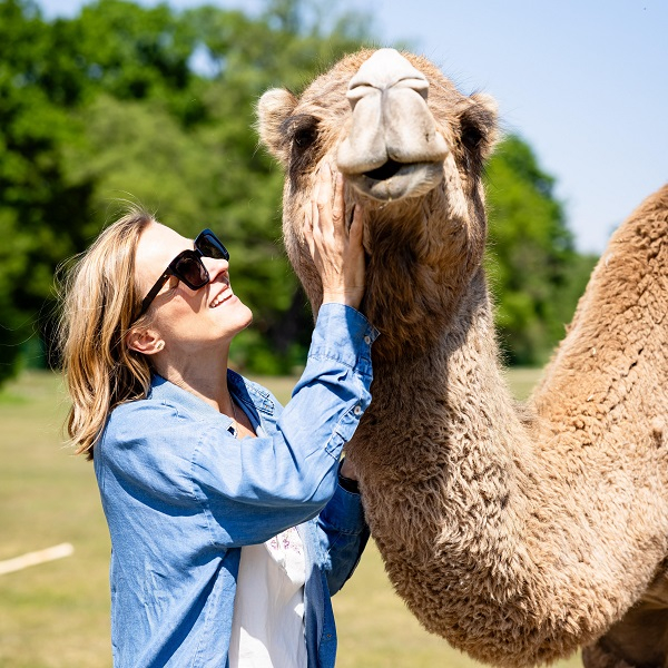 Animal encounter - Dromedary