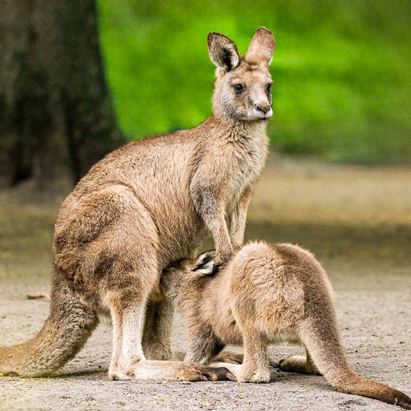 Animal encounter - Kangaroo