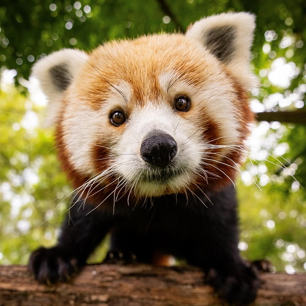 Animal encounter - Red panda
