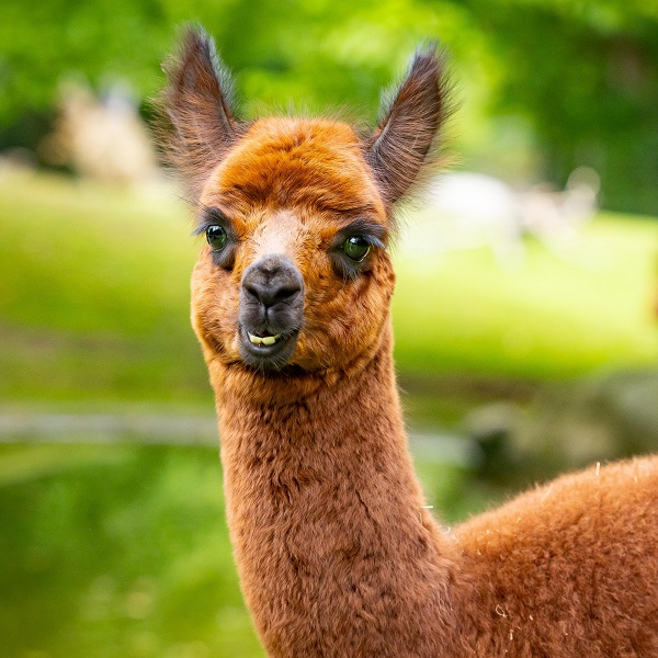 Animal encounter - Alpaca