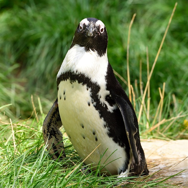 Animal encounter - Penguin