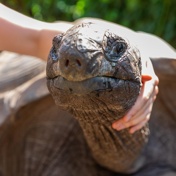 Animal encounter - Giant tortoise