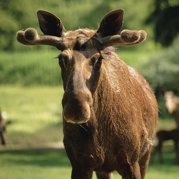 Animal encounter - Moose