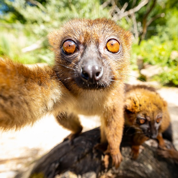 Animal encounter - Lemur