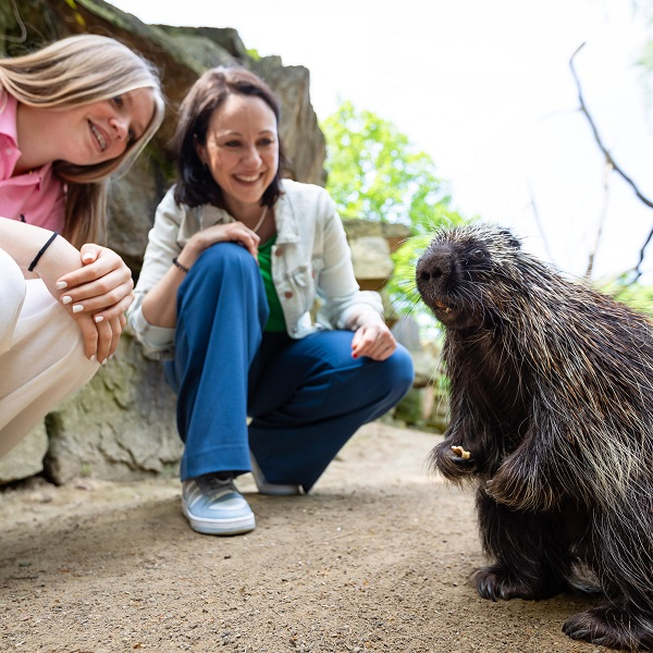 Animal encounter - North American Porcupine