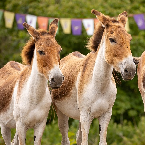 Tours in sign language