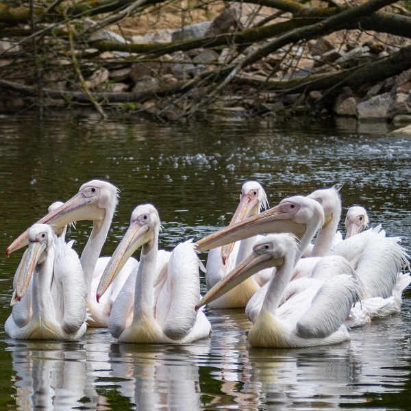 Group tickets for adults